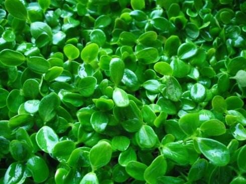 香椿芽苗菜批發